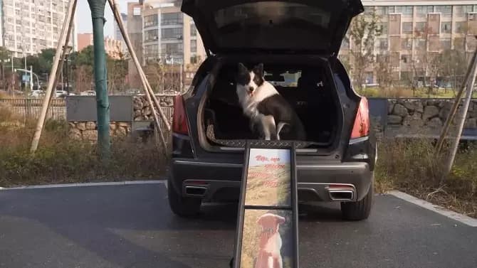 Sandinrayli Folding Pet Ramp for Large Small Dogs, Dog Ramp for Cars